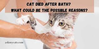 Stu searches for 'cat food bath creature' online and finds out about the koekoeken, a legendary parasitic creature which needs the taurine found in cat food to survive. Cat Died After Bath What Could Be The Possible Reasons