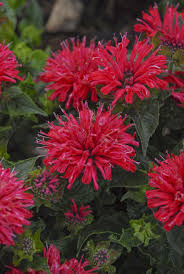 Here are perennials that like full sun to part shade conditions (at least 6 hours of light). Pardon My Cerise Bee Balm Monarda Didyma Amazing Flowers Full Sun Flowers Flowers Perennials