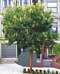 Check spelling or type a new query. Strawberry Tree Friends Of The Urban Forest