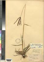 Image result for Digitaria milanjiana