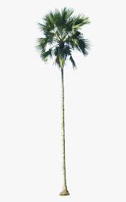 Washingtonia filifera, also known as desert fan palm, california fan palm, or california palm, is a flowering plant in the palm family (arecaceae) native to the far southwestern united states and baja california. Transparent Palm Trees Png California Palm Tree Png Png Download Kindpng