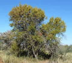 Image result for Combretum pisoniiflorum