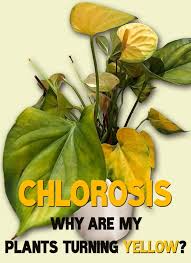 Quiet Corner Chlorosis Why Are My Plants Turning Yellow Quiet Corner Yellow Leaves On Plants Plant Leaves Turning Yellow Plant Leaves Turning