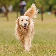 Types Of Golden Retrievers Popsugar Pets