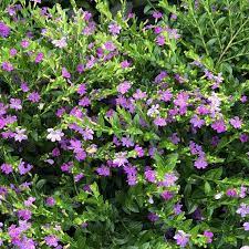 Cuphea Lavender Lace Buy Cuphea Annuals Online Cuphea Plant Lavender Plant Trees To Plant