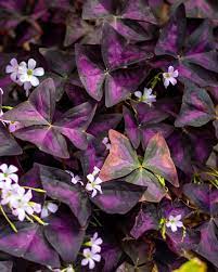 Maybe you would like to learn more about one of these? 21 Best Hanging Plants Best Plants For Hanging Baskets