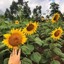 Riverstone hotel & cottage terletak di oro oro ombo, batu, 600 meter dari jatim park 1, kurang dari 1 km dari jatim park 2, dan 16 menit berjalan kaki dari museum angkut. Peternakan Kuda Mega Star Indonesia Dresel Oro Oro Ombo