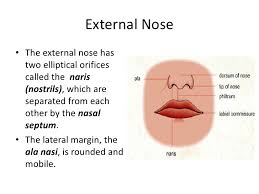Composed of two plates, each bone sits between processes of the right or left maxilla bone and the single sphenoid bone. Anatomy Of Nose And Paranasal Sinus