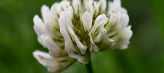 Image result for Trifolium repens