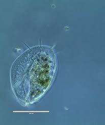 Obtain a sample of pond water and place it on the slide. Euplotes Nc Museum Of Natural Sciences Education Blog