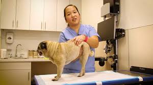 In which case take your hands off, let your dog relax for a moment, then try again. How To Do Bladder Expressions On Your Pet Youtube