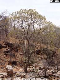 Image result for Hildegardia