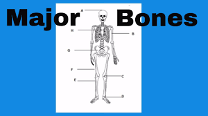 The bones of human body 206 bones in the body (though the exact number is inconsistent from person to person depending on various aspects) are. Learn The Bones Of The Human Body Youtube