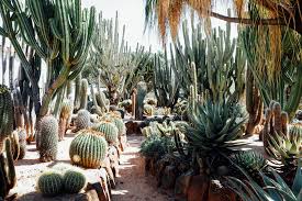Cacti, members of the cactaceae family, have a wide range of growth patterns, from slow to fast. Destination Orana Cactus World Adore Home Magazine