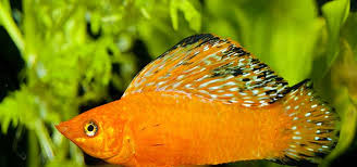 During pregnancy, she eats more, but when she is ready to give. Types Of Molly Fish Tropical Fish Hobbyist Magazine