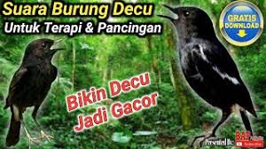 Daftar lengkap harga burung di indonesia yang selalu ter update mengikuti harga burung terbaru mulai dari harga kacer, harga murai dan harga burung lain. Lengkingan Kacer Mini Alias Decu Enak Didegar