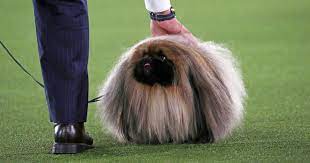 The westminster dog show on twitter said that wasabi's grandfather won best in show in 2012 and his father won best in show in the toy group in 2017. Xvwebt6xm2w0am