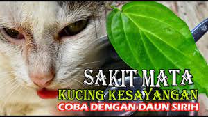 Sebagai organ tubuh yang berfungsi sebagai indera penglihatan, peran mata tentunya sangat penting. Mengobati Mata Kucing Dengan Daun Sirih Youtube