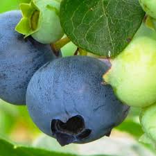 It was first grown as a commercial crop of the early 1900s when elizabeth white and frederick coville of whitesbog, new jersey began identifying superior wild plants and developing improved cultivars. How To Grow Blueberries In Pots For Deck Or Balcony Farmtojar Com