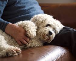 This is the first vet i've had who cares as much. Vet Checkups In Scottsdale Cat Dog Routine Vet Exams