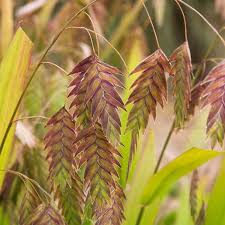 Image result for Chasmanthium latifolium