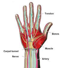 Er diagram stands for entity relationship diagram, also known as erd is a diagram that displays the relationship of entity sets stored in a database. Hand Surgery Turkey Simple Hand Anatomy