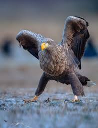 Cut through the clouds with the speed of a demon i am as i was as i will be lord of this world can you hear me? The Eagle Has Landed Natureisfuckinglit