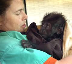 Louisville's Slugger Fights On!