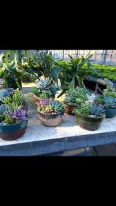 We will meet at 8:30 am at the sloan convention center (next to the holiday inn on wilkinson trace) and lead the. Cactus And Succulents R C Floral