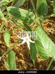 Image result for Orthanthera jasminiflora