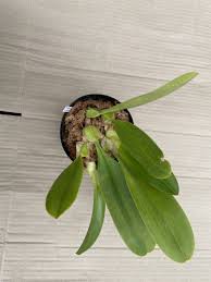 Image result for Bulbophyllum schinzianum
