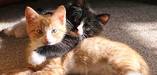 Urine Marking In Cats Aspca