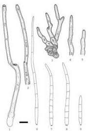 Image result for Achyropsis