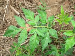 Image result for Meliaceae