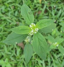 Image result for Mitracarpus