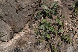Image result for Pimpinella sp. A. of FZ 4: 594