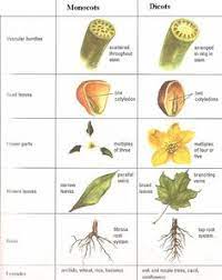 Fuhren Sie Eine Klassifizierung Fur Die Hinterhofklassifizierung Mit Diesem Diagramm Aus Monokots Und Dikots Durch Bildung Ideen Diy Science Biology Biology Plants Biology Classroom