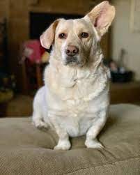 Labrador Corgi Mix Facts