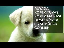 ruyada kopek gormek ne anlama gelir ruya tabirleri youtube