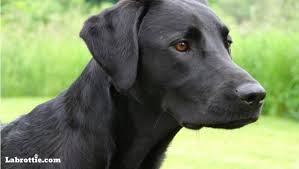 If you're looking for a working dog, a german shepherd probably has more what makes a labrador/german shepherd mix coveted among breeders? The German Shepherd Lab Mix Shepador Labrottie Com