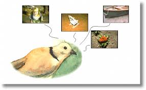 Exemplar Memory And Discrimination