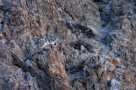 Jul 03, 2021 · la expedición 'el leopardo de las nieves', con pauner a la cabeza, llega al campo base. Leopardo De Las Nieves