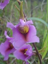 Image result for Platycoryne buchananiana