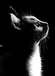 walker zanger cat photography beautiful cats cat art