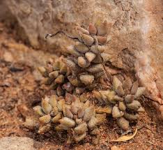 Image result for Crassula lanceolata