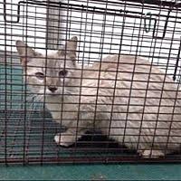 Animal shelter adopt a pet; Available Pets At Saving Shelter Pets Inland Empire In San Bernardino California Cat Adoption Pet Adoption Pets