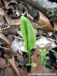 Image result for Ophioglossum thomasii