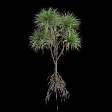 Image result for Pandanus odoratissimus