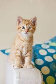 150 Polydactyl Cats Ideas Polydactyl Cat Cats Hemingway Cats