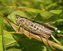 Though crickets and grasshoppers are commonly green, some grasshoppers, like the eastern lubber grasshopper that's common in much of the south and southeast u.s., are black. Grasshoppers And Crickets Order Orthoptera Amateur Entomologists Society Aes